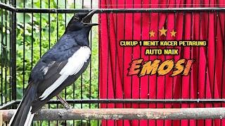 Suara Burung Kacer Bikin Lawan Emosi Gacor, Pancingan Kacer Agar Cepat Emosi Gacor