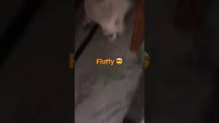 Wow 🤩 floofy doggo
