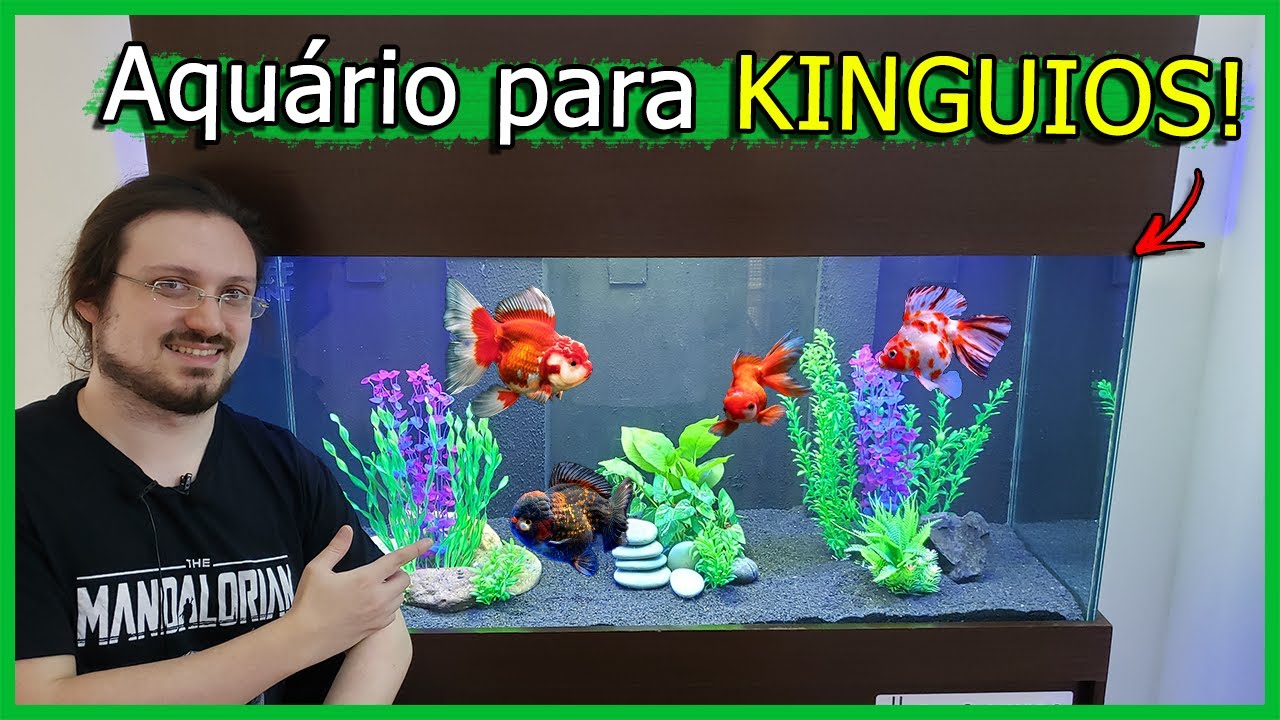 Como Montar Aquário de KINGUIOS para INICIANTES! - Aquário 300 Litros