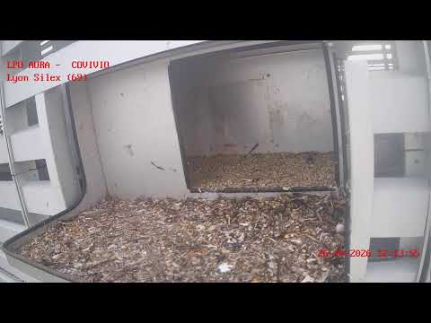 Live webcam view of Peregrine Falcon Nest, Silex Tower Lyon