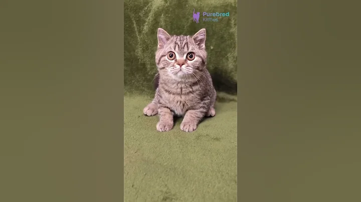 Video 11785141: tabby british shorthair kittens, british shorthair chocolate kitten, spotted british shorthair, british shorthair boy, eyes british shorthair, britishshorthair