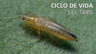 trips ciclo de vida y control biológico