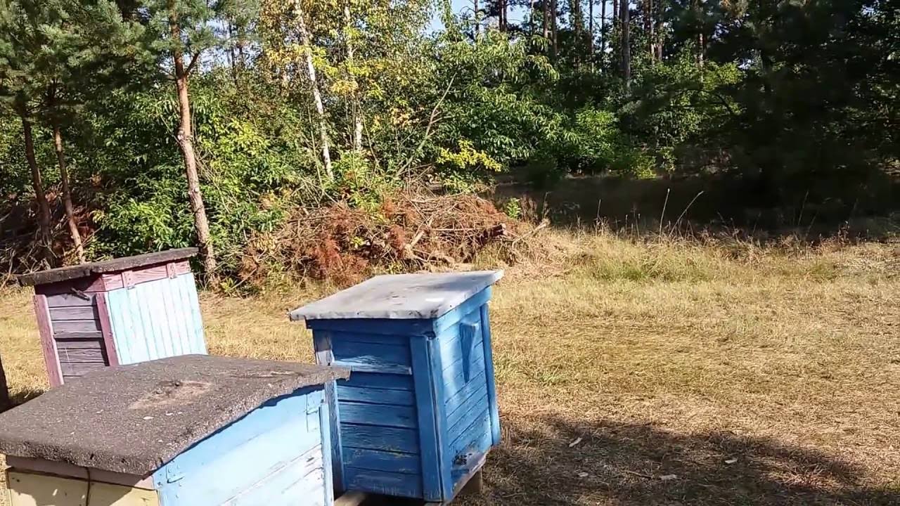 Pasieka we wrześniu-Układanie gniazd -Karmienie- Leczenie Warrozy.