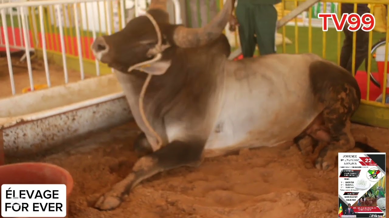 TV99 9E ÉDITION JOURNÉE NATIONALE DE L'  ELEVAGE