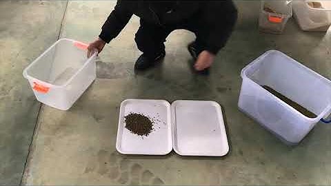 green bean sorting machine