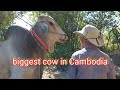 Top famous cows in Cambodia, 4 cows are all beautiful, the biggest cow in Cambodia