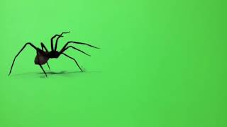 Laba-laba green screen