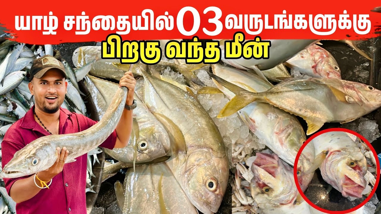 நாடு விட்டு நாடு வந்த மீன்களால் மீனவர்கள் மகிழ்ச்சி | Jaffna Fish Market 