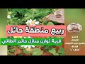 ربيع حائل في قرية توارن منازل حاتم الطائي | عدسة المبدع احمد الثنيان