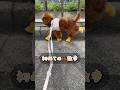 初めてのクック散歩🐶🐾 #トイプードル #ティーカッププードル