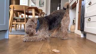 Grenson Airedale v. the toast slice!