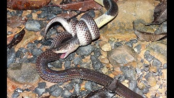 RARE FOOTAGE Extremely Venomous Malayan Krait attacks Sunbeam Snake