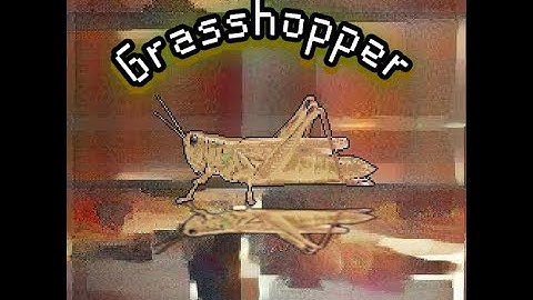 「1st album」 ❮Grasshopper❯