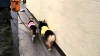 20090702 1920 6da391eb8191c697f7da9699fc30a490