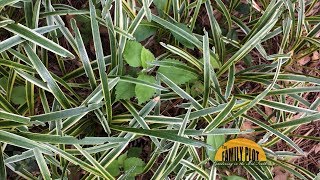 Q&A – How do I control weeds in my variegated liriope?