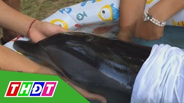 Cứu chữa cá heo bị thương trôi dạt vào biển Đà Nẵng | THDT