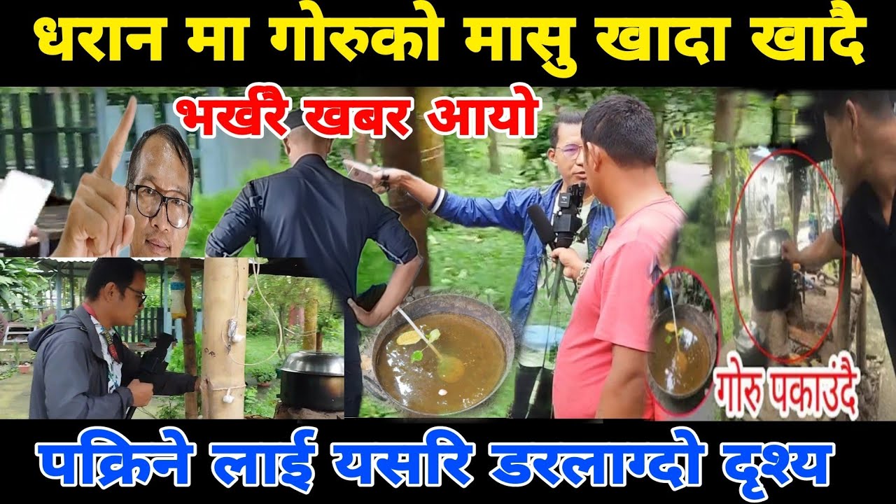 धरान गोरु मासु पकाऊदा पकाउदै भयो यस्तो