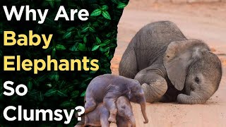 Why Are Baby Elephants So Clumsy?