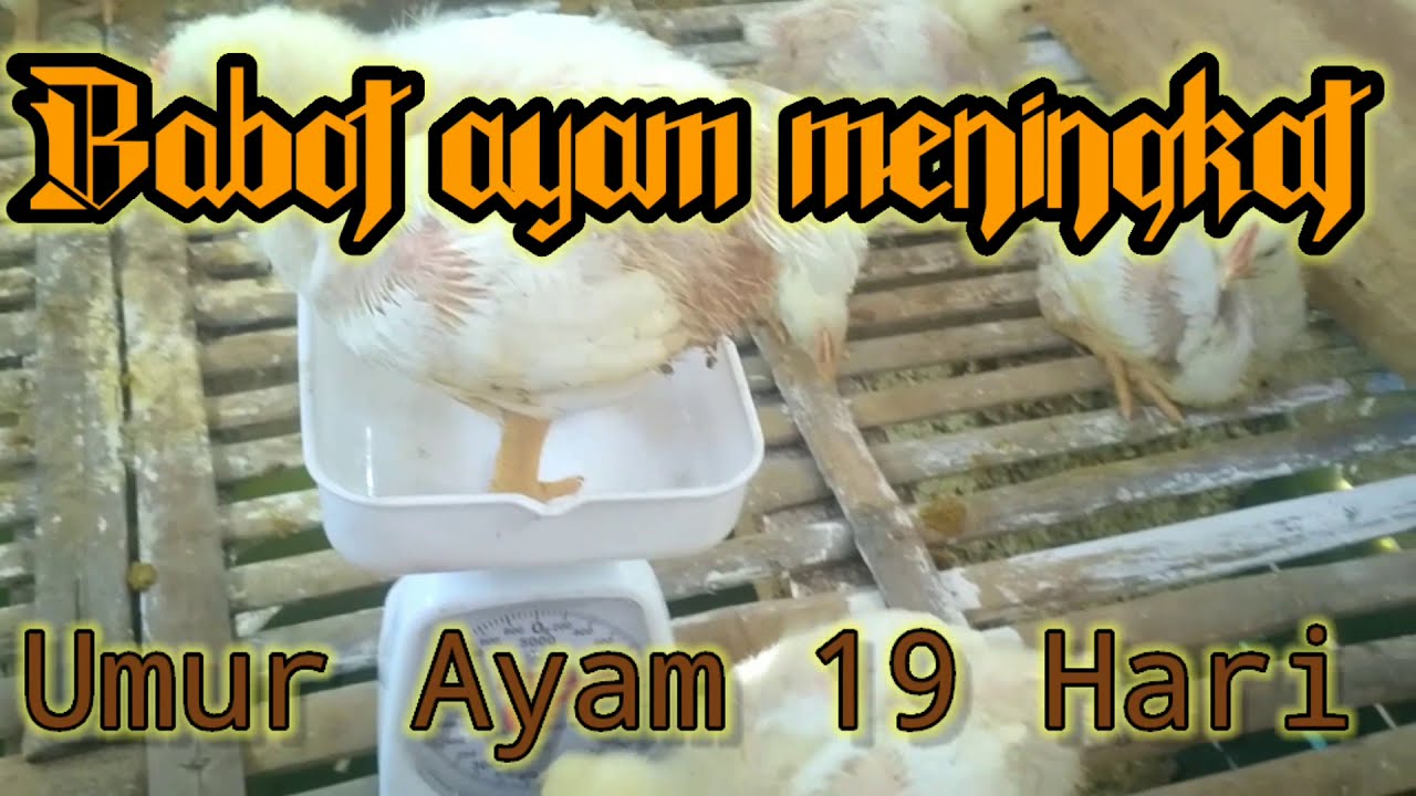 Ternak Ayam Broiler Rumahan - Hari Ke-19 