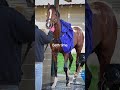 Did you know all thoroughbreds in North America celebrate their birthdays on Jan 1? #HappyBirthday