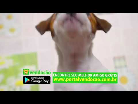 Portal Vendo Cão Filhotes Disponíveis em todo Brasil - Filhotes para Doar e Vender