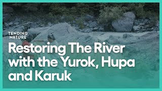 Restoring The River with the Yurok, Hupa and Karuk | Tending Nature | Season 2, Episode 3 | KCET