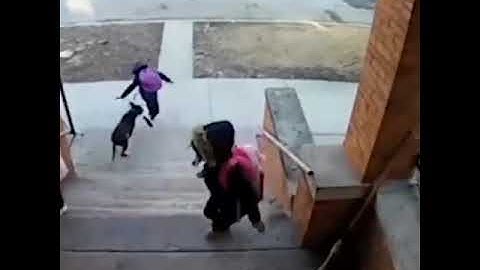 МУЖЧИНА СПАС РЕБЁНКА, НА КОТОРОГО НАБРОСИЛАСЬ УЛИЧНАЯ СОБАКА / A man saved a child from a dog