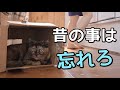 【悲報】うちの猫が昔と今じゃ態度が違いすぎるんですが...。