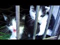 New feral kittens hisses and attack me