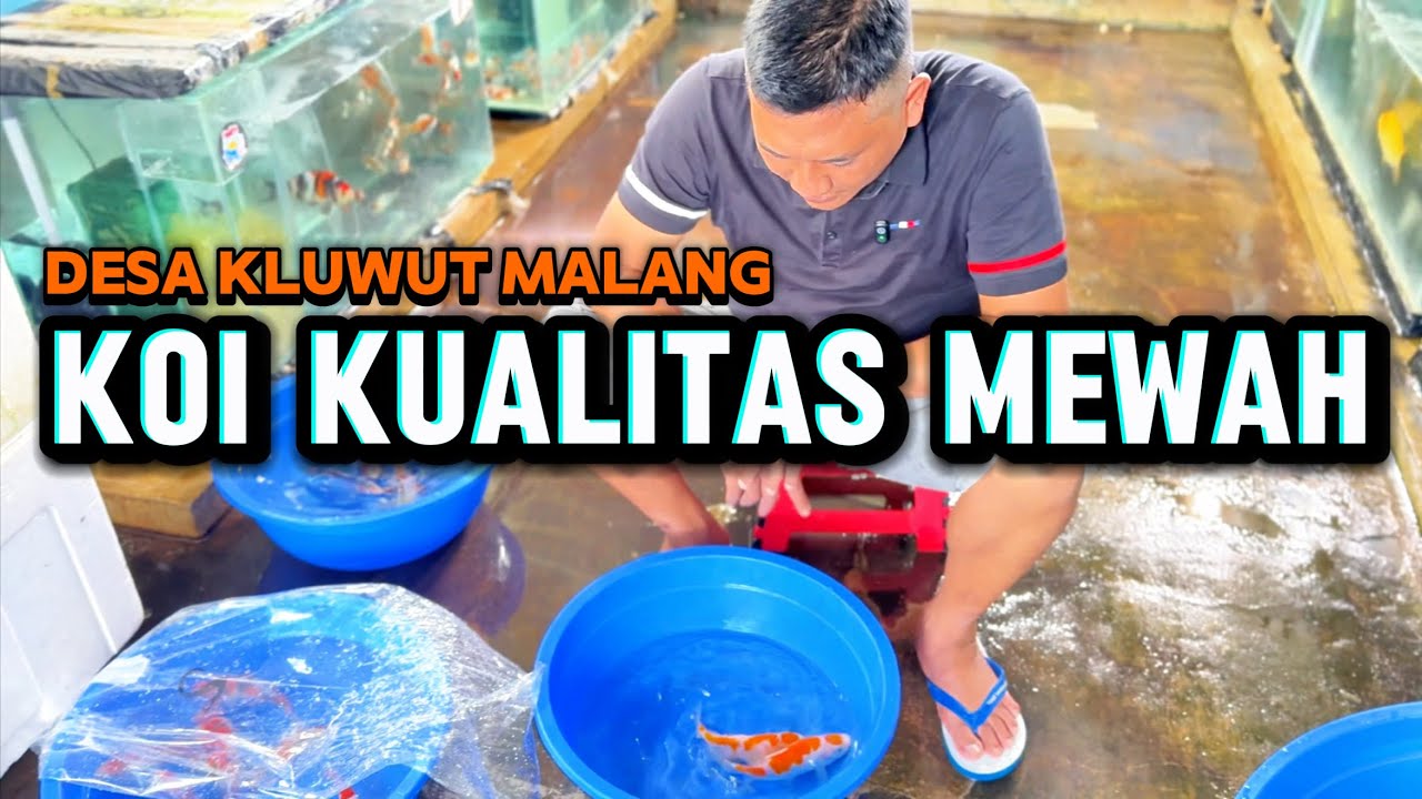 Ada yang kualitas mewah ini‼️review Koi di desa kluwut malang‼️Indrajuna Koi 