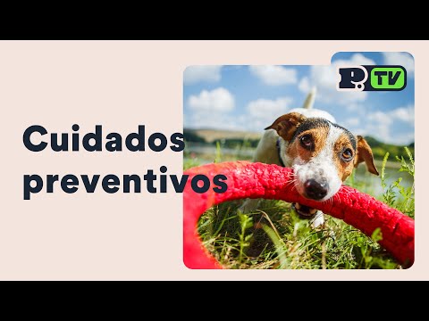 Vídeo: Um aviso para donos de cães que usam inaladores