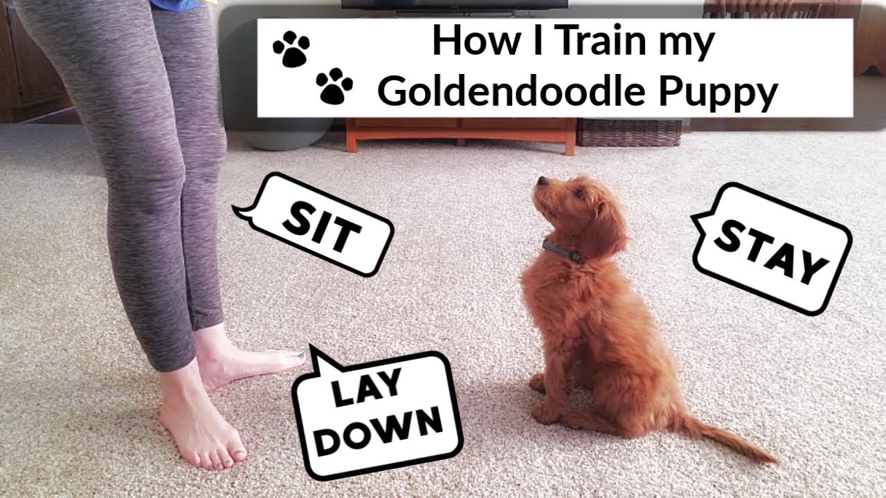 trained goldendoodle puppies