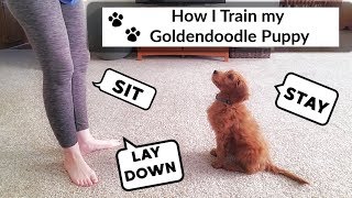 TRAINING GOLDENDOODLE PUPPY