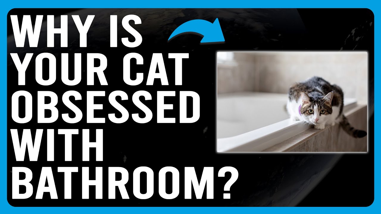 Why Is Your Cat Obsessed With The Bathroom? (Why Are Cats Attracted To