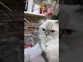 OYNAYALIMMI#cat #turkishcat #abone #çiftetelli #oyunarkadaşı #kuş #cute #kedi #keşfet #kitten