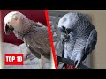 Gizmo the grey bird  top 10s of all time