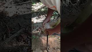 Coconut Husking by Hand #coconutprocessing #satisfying #coconuthusking #coconutindustry #asmr