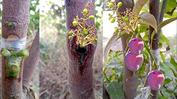 Successful Mango Bud Grafting | Mango V Grafting Technique With Result (100% Success)