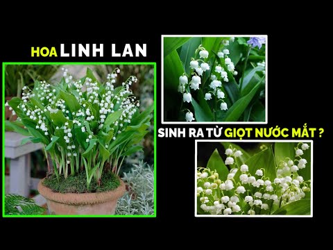 Video: Lily Of The Valley Các Loại Thực vật: Tìm hiểu Về Các Loại Lily Of The Valley