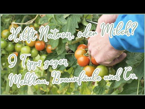 Video: Ein Paar Worte Zum Füttern Von Gurken Und Tomaten