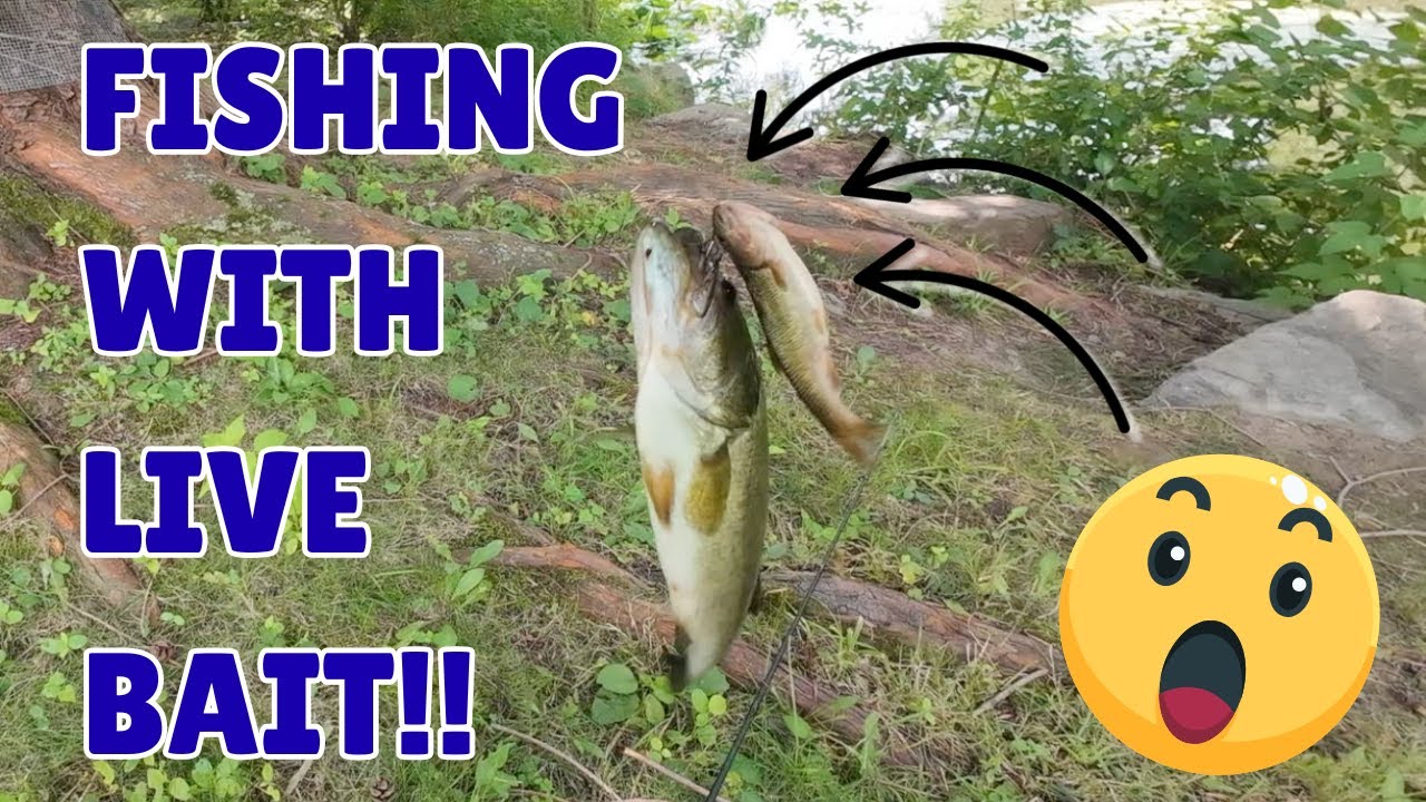 Catch some live bait for big bass fishing – Pleasantville – Westchester County NY – INSANE day