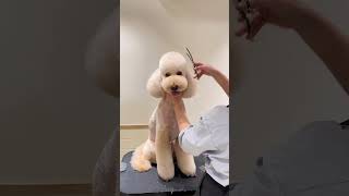 GIANT poodle surprises with it's grooming transformation #giant #poodle #cutedog #adorable #shorts