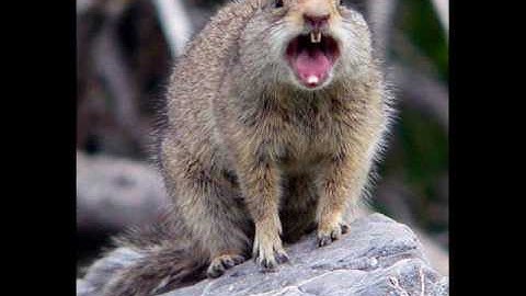 Squaids.... Its Some Serios Shit