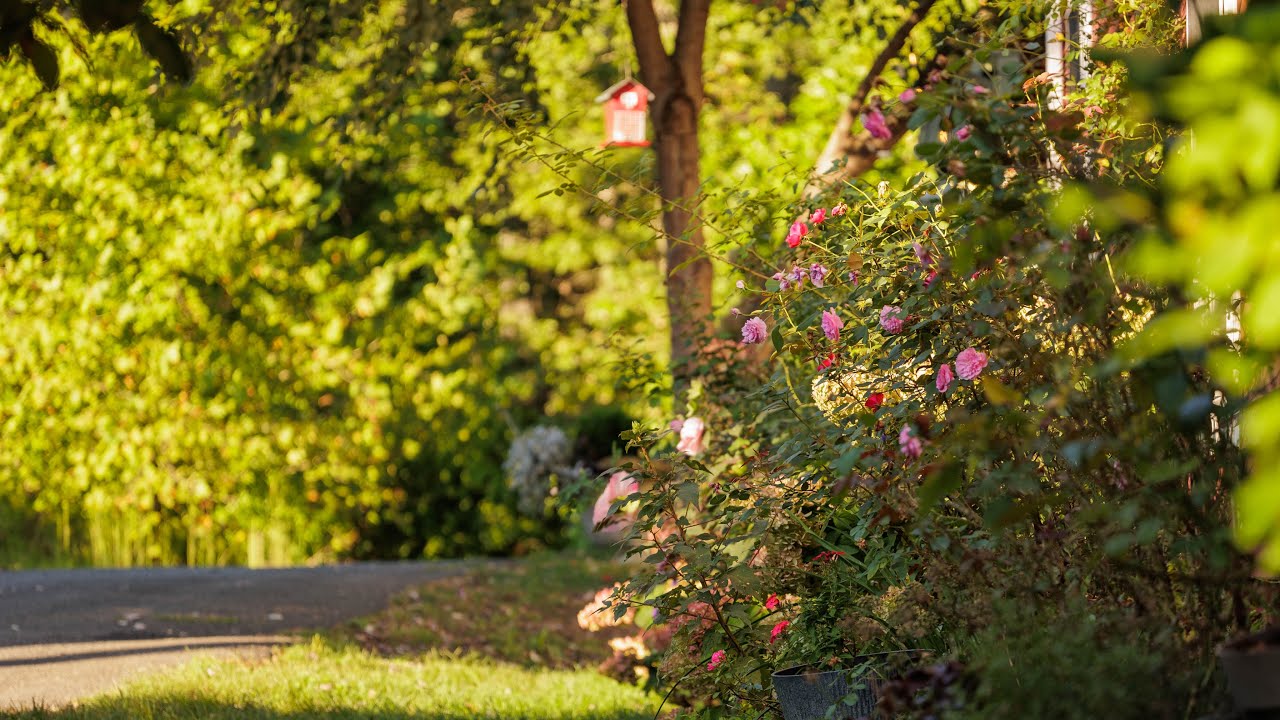 Side Garden Tour | Last Summer Garden Tour in This Home - YouTube