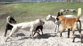 9 year old Dogo Argentino spars with 6 month Doberman and five other dogs by Dogmata 1,464 views 1 year ago 13 minutes, 37 seconds