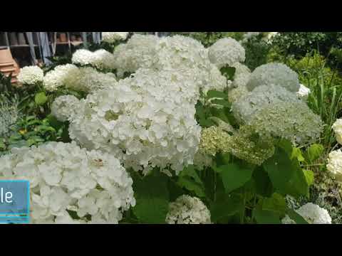 Video: Tipi E Varietà Di Verbena