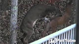 Young Buck Meets Fake Deer - PetTube by PetTube - Planet's Funniest Animals 80,393 views 8 years ago 36 seconds