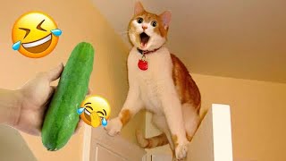 Try Not to Laugh 2024😁 New Funny Dog and Cat Video 😹🐶 Part 22