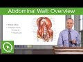 Abdominal Wall: Overview – Anatomy | Lecturio
