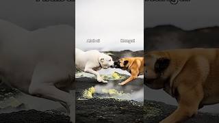 #😱Dog Killer Dog & Dog Fighter 😱 #🥺 Dog Fighting 🥺#viral #youtube #shortfeed #subscribe